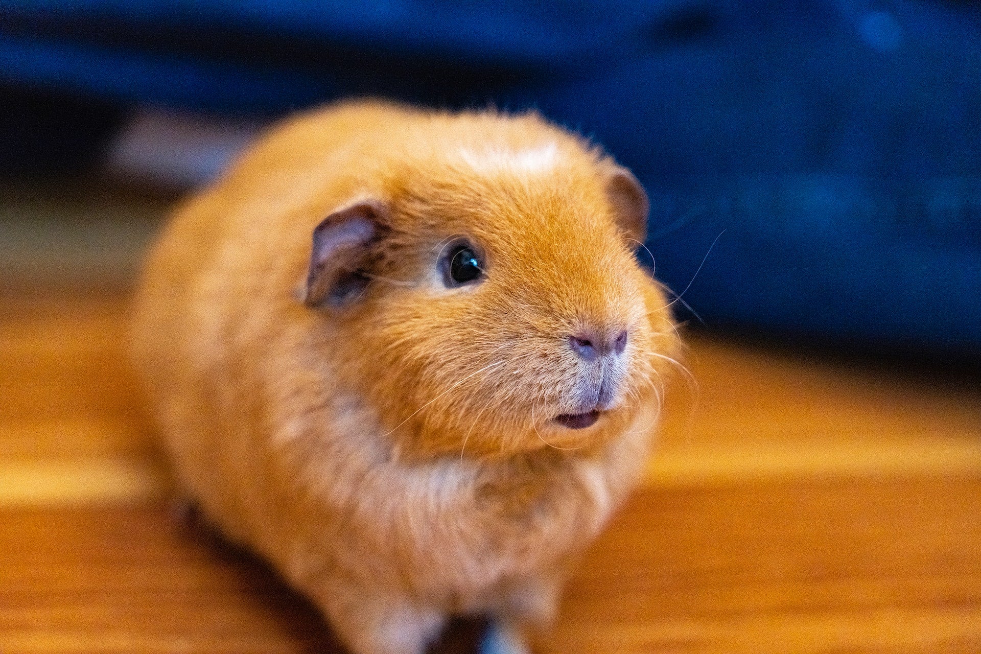 Why Does My Guinea Pig's Cage Smell Bad?