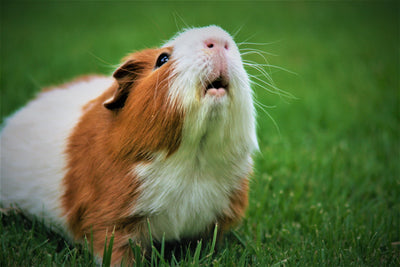 What's That Sound? Why Do Guinea Pigs Purr?