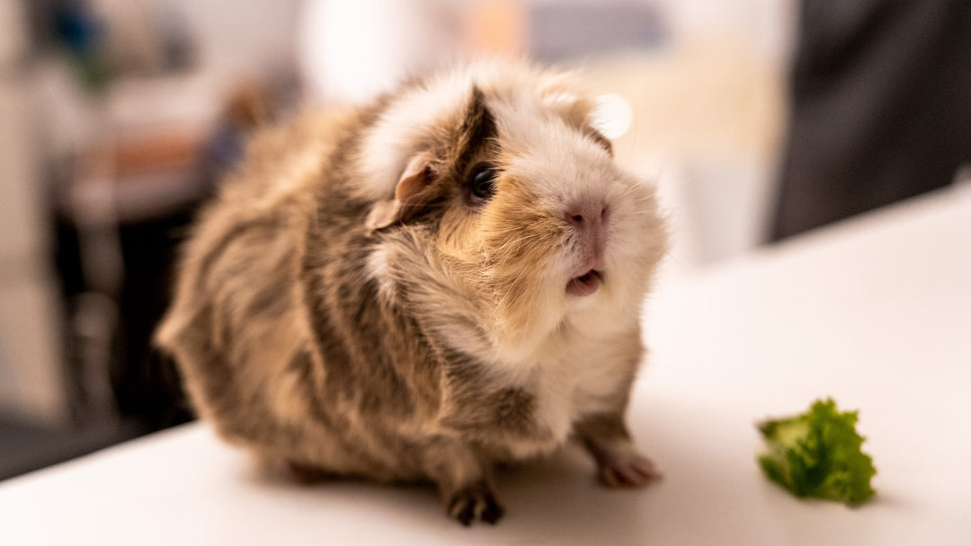 Comparing Sizes: How Big Do Guinea Pigs Get?