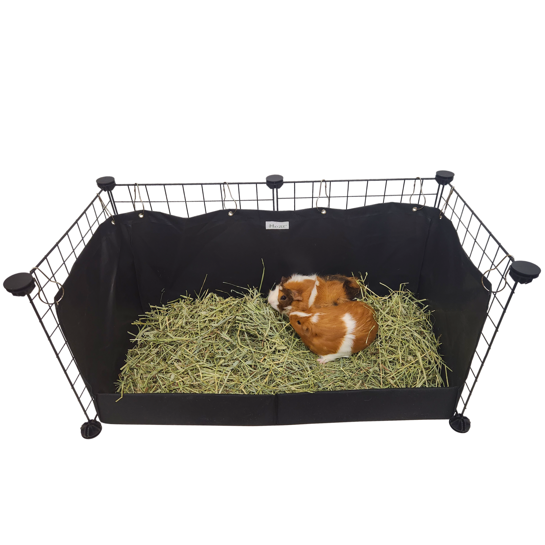 Guinea pig hay near me hot sale