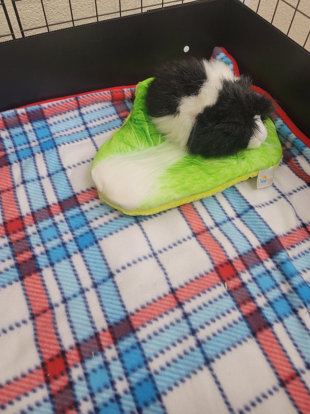 Lettuce Bed