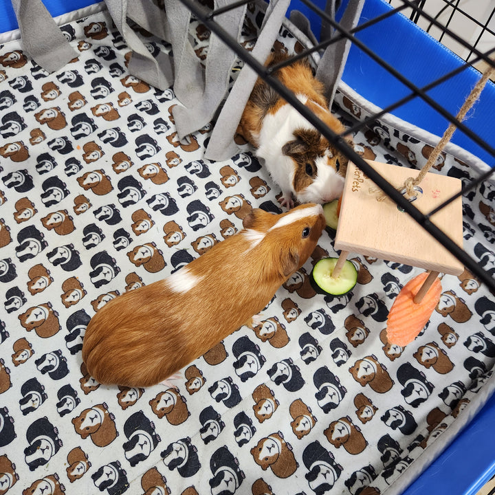 Hanging Enrichment Toy